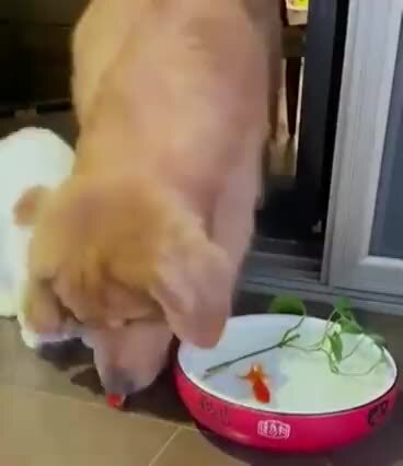 Злой полицейский и хороший полицейский