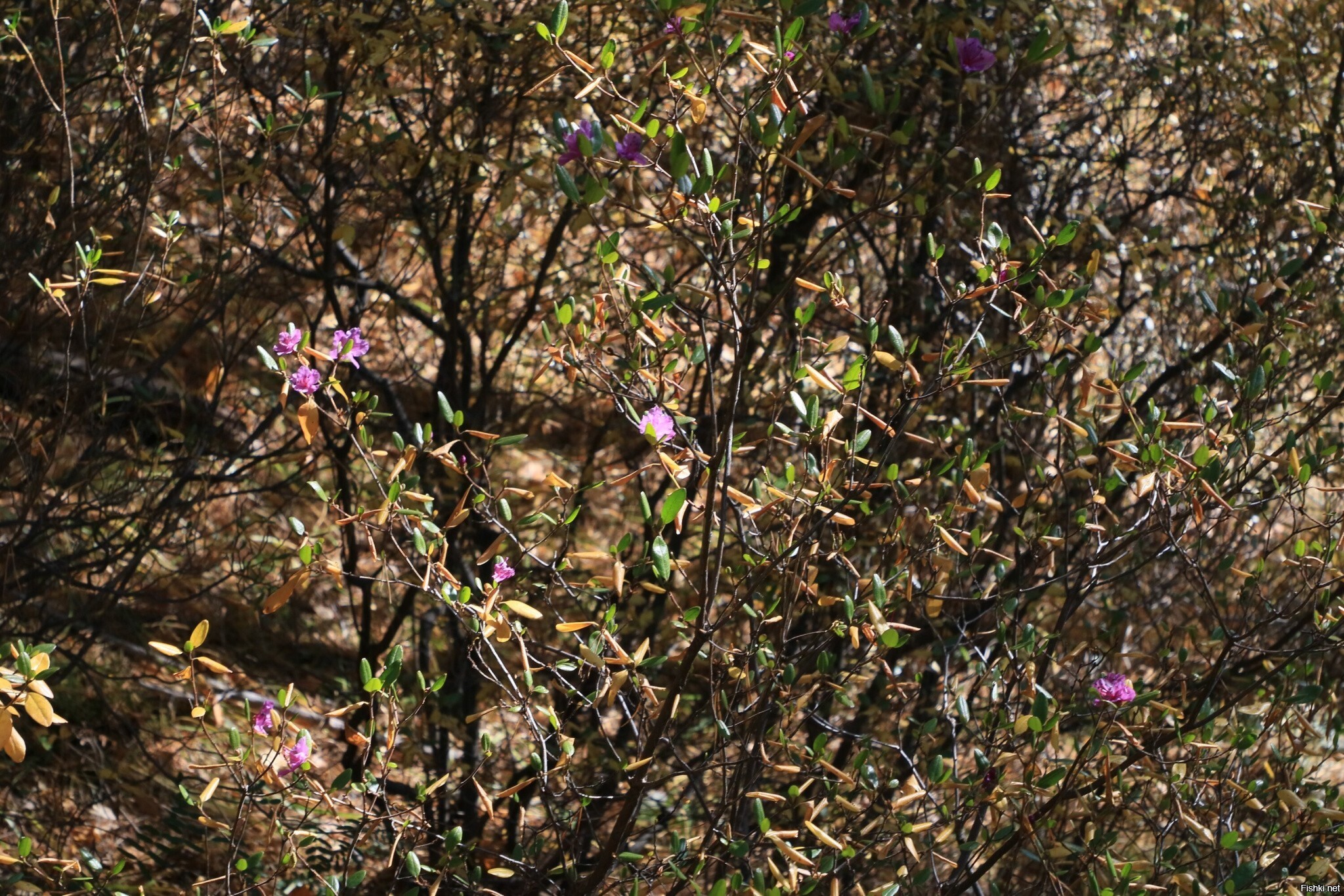 Багульник зацвел