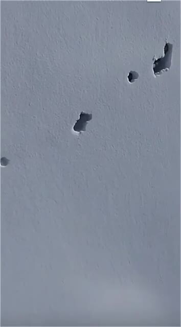 Стая волков прокладывает тропу