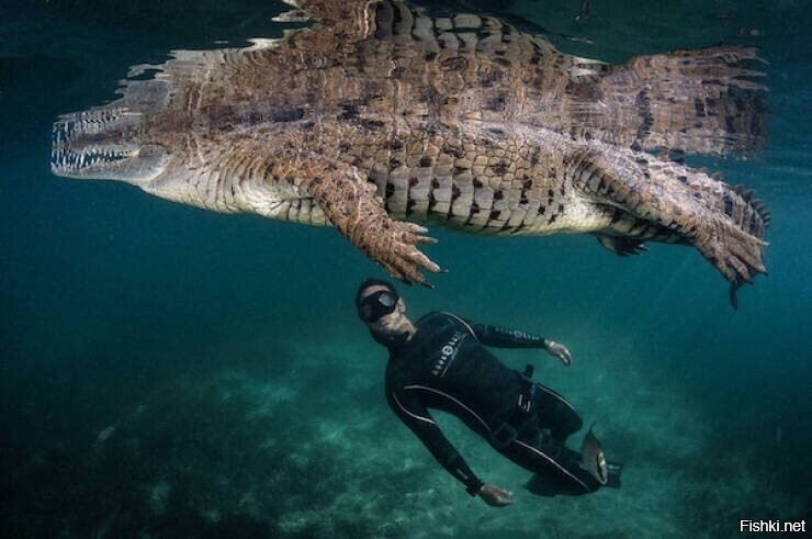 Гребнистый крокодил