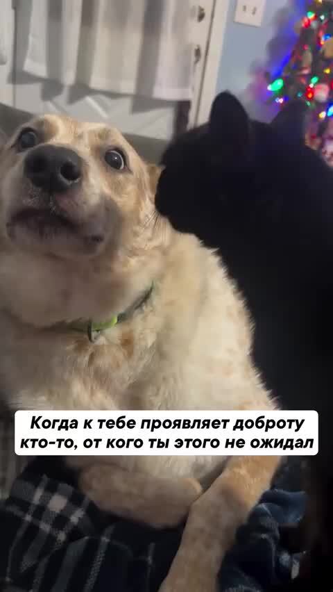 &quot;Собакен&quot; понял - от них добра не жди 