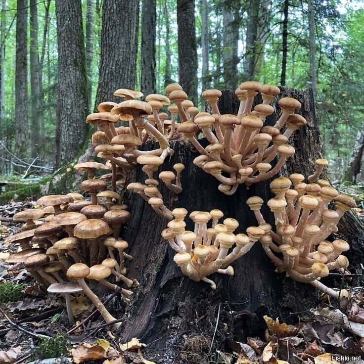 Солянка