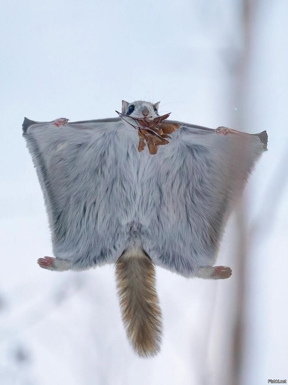 Солянка