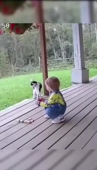 Алабаи , мастифы ,  главное не размер, а храброе любящее сердце