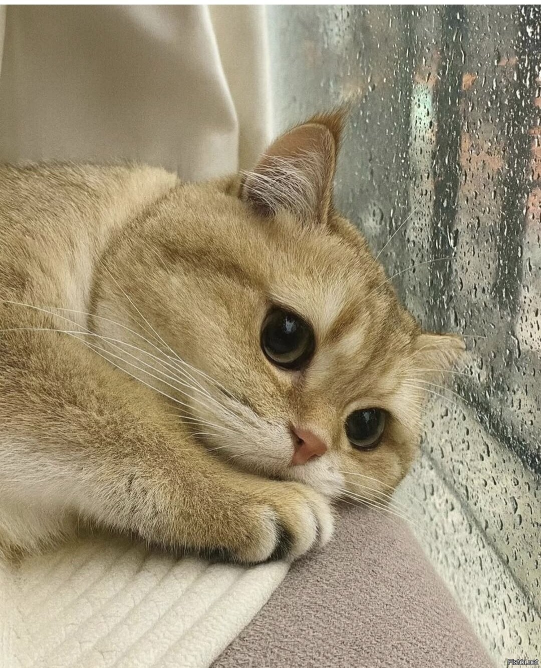 Доброе утро