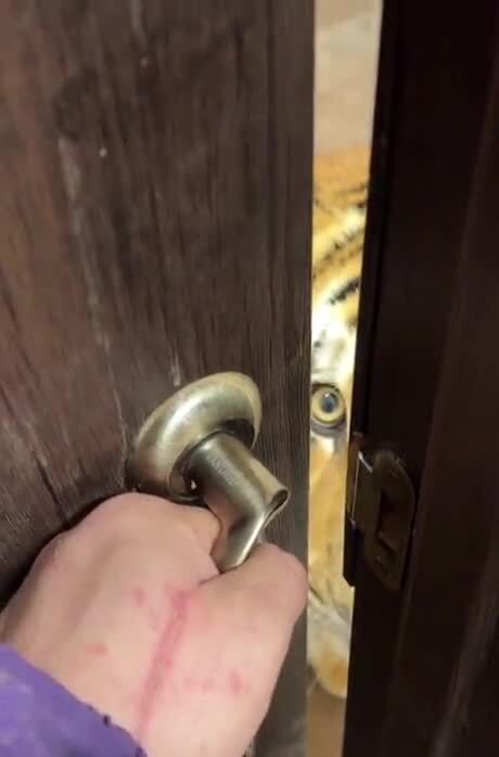 когда перед работой забыл накормить кота