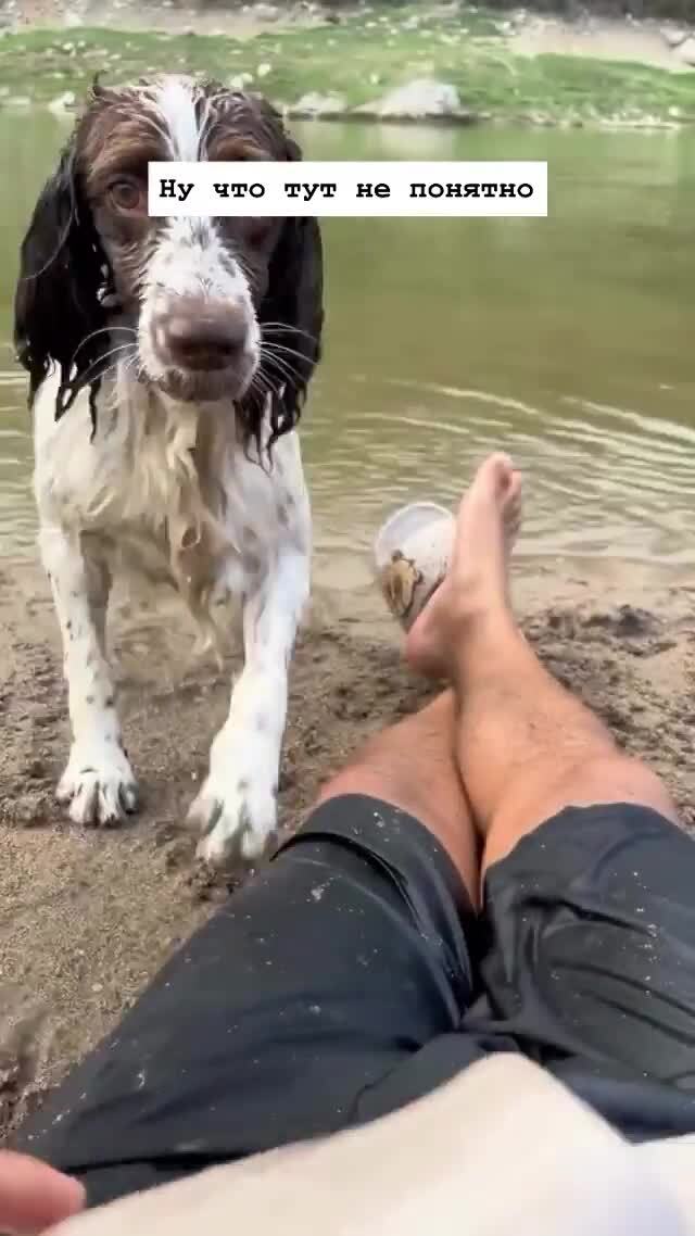 До чего же тупой хозяин песелю достался