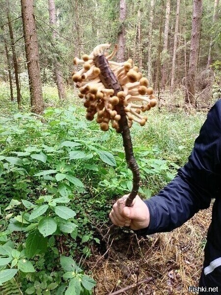 Солянка