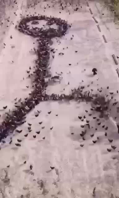 Рисование курицами