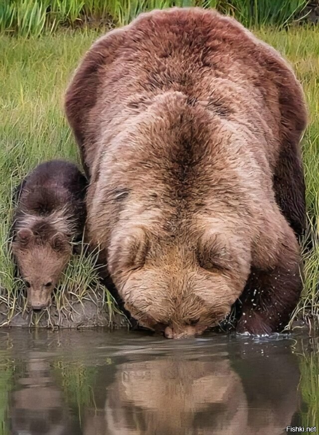 Без воды ни туды ни сюды