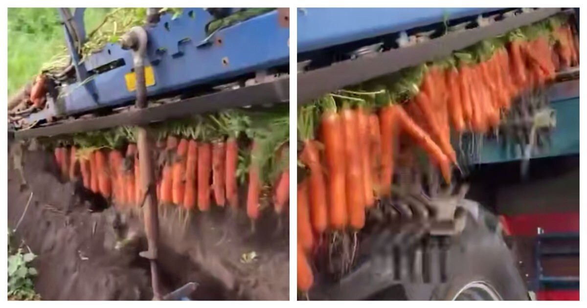 Как происходит уборка моркови на поле