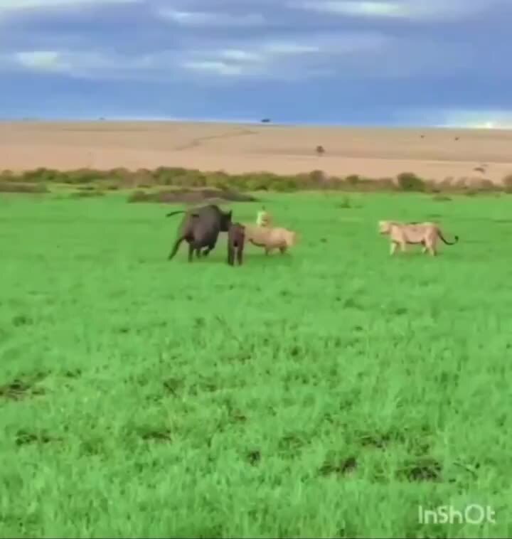 Маманя держала оборону,пока не подоспела помощь