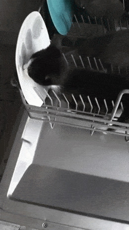 Так вот как работает посудомоечная машина )))