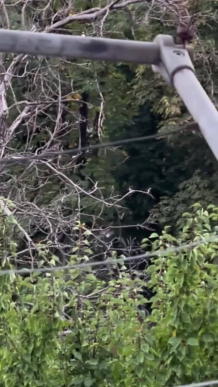 Сойка - постоянный нахлебник)