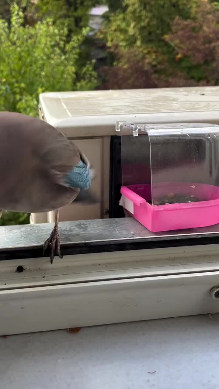 Очередной визит сойки