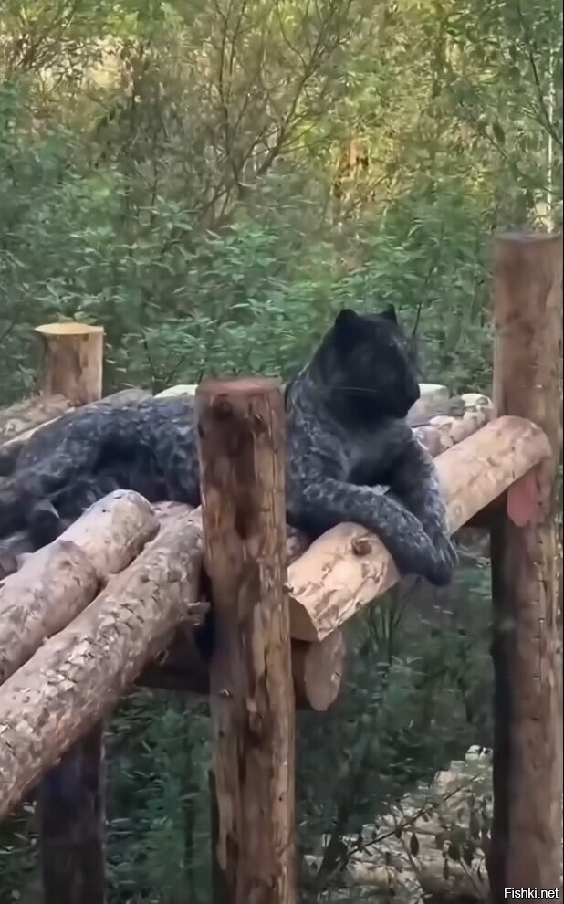 Перед вами — поистине удивительное создание природы, редчайший леопард