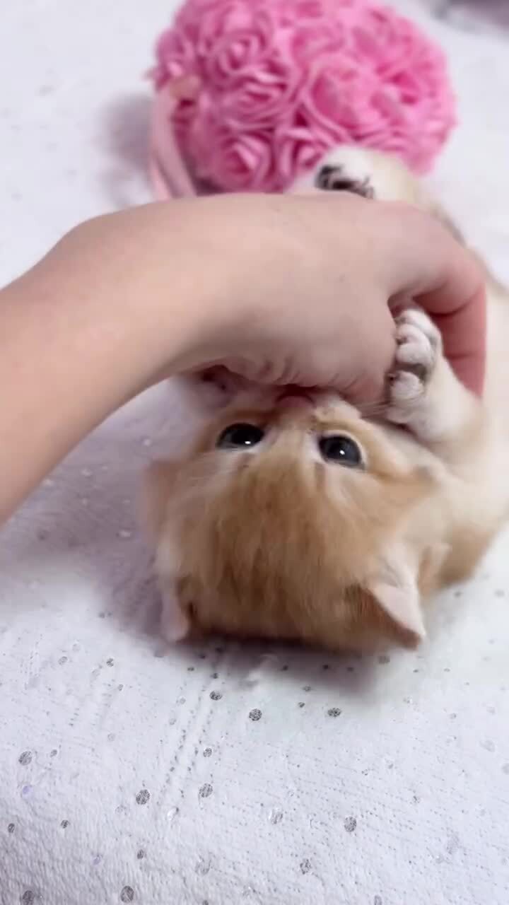 Первые куси)