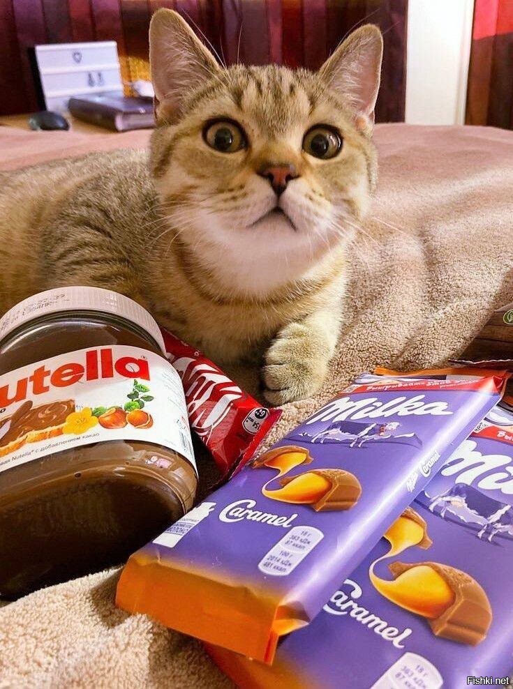 Сегодня День шоколадных сюрпризов