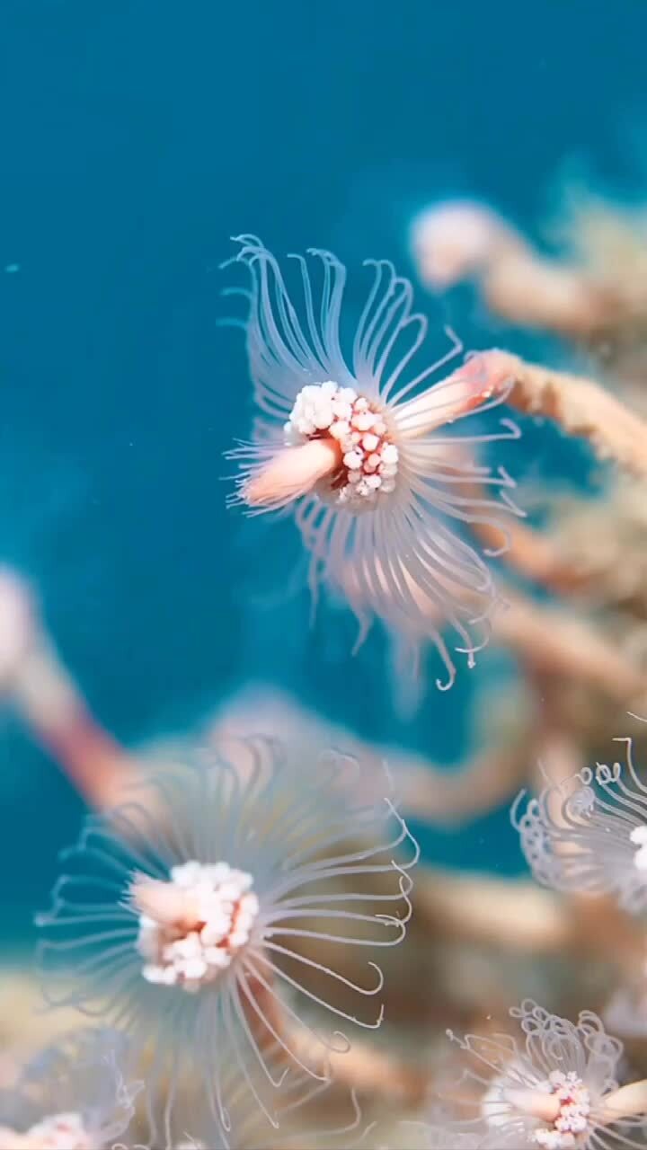 Это не цветок, а морской хищник — трубчатый гидророид