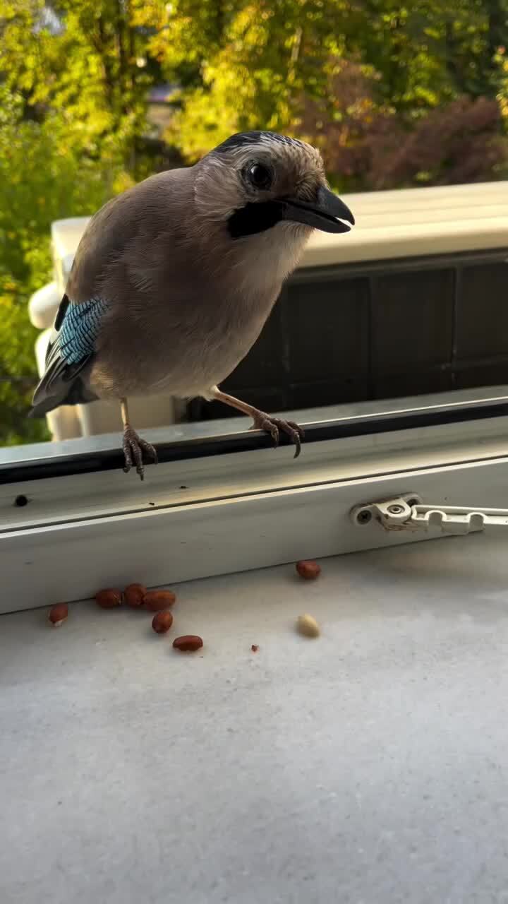 Извиняется)