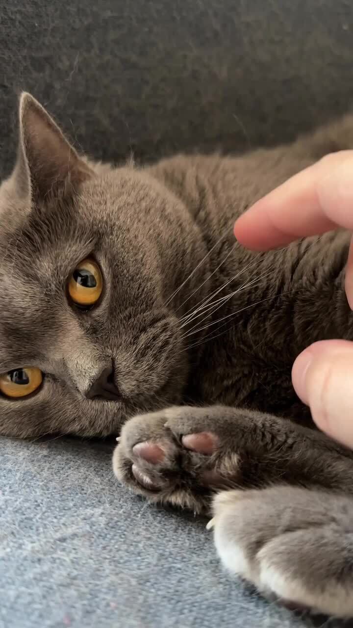 Музыкально)