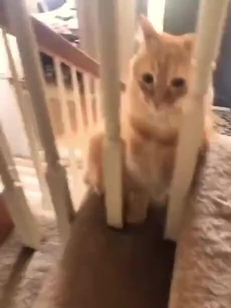 Коты и их глупость