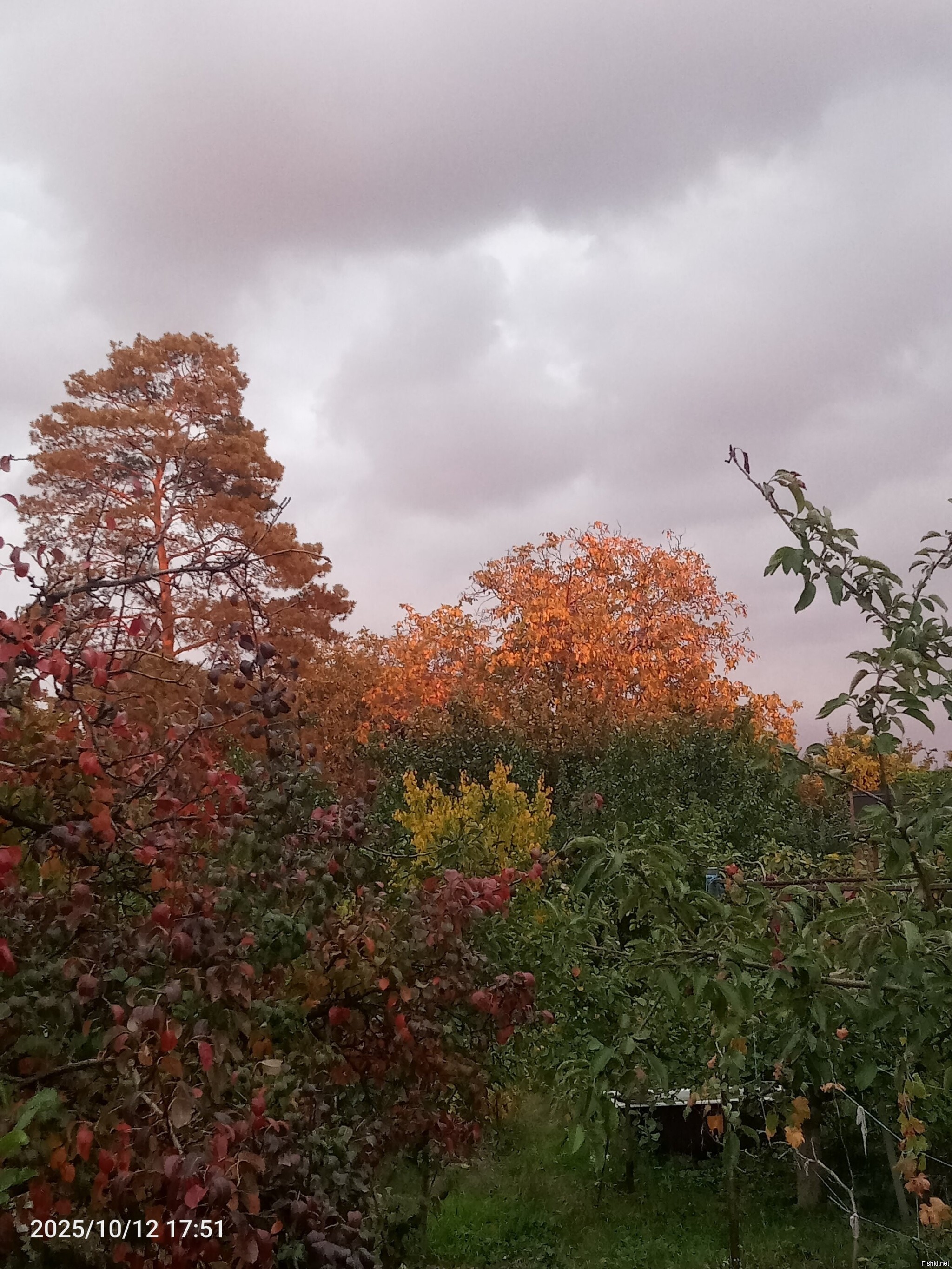 Совсем уже осень пришла в наши края