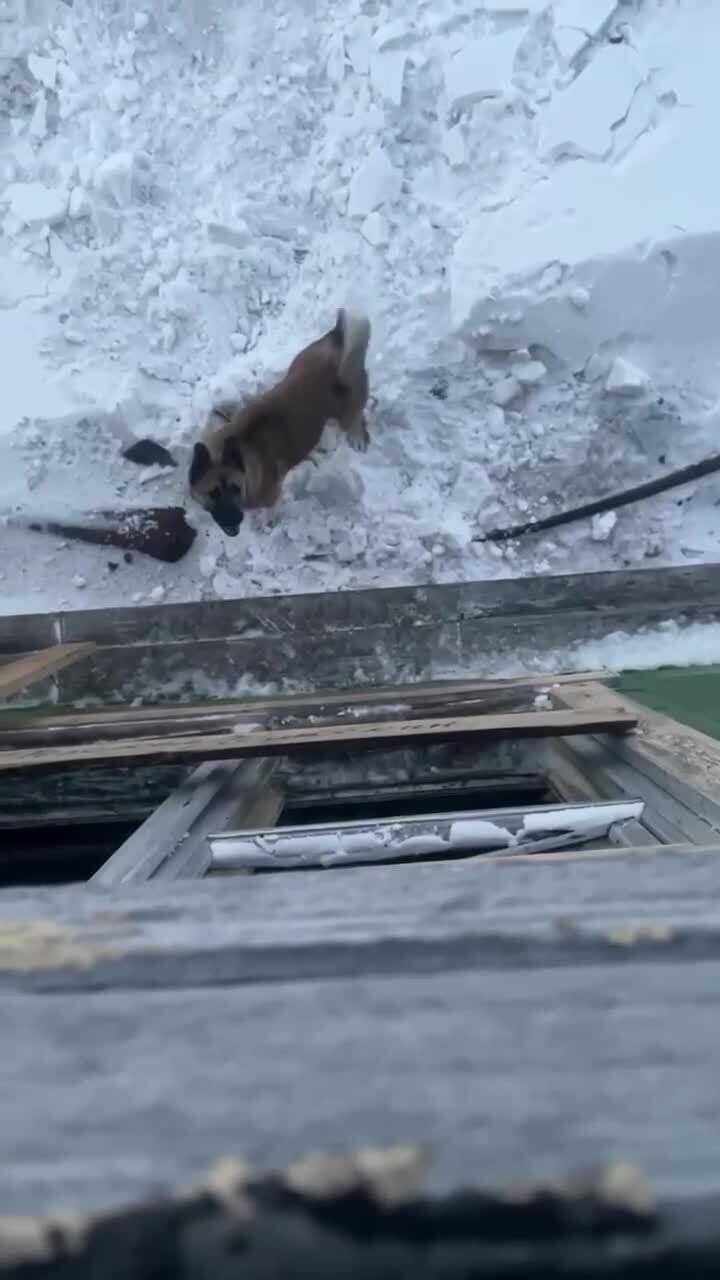 На полуострове Таймыр белый мишка заглянул в гости к полярникам