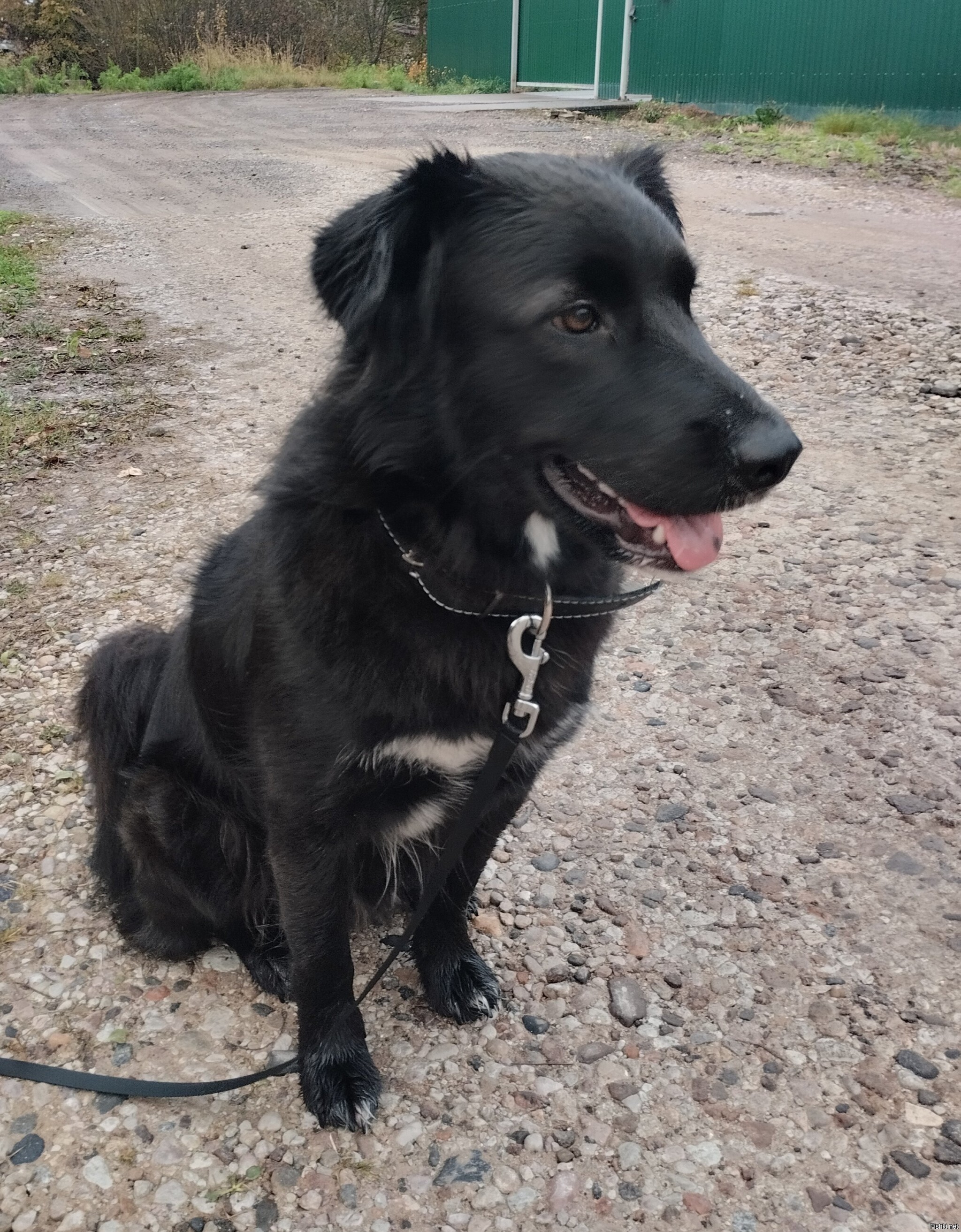 Вот, взяли собакена из приюта)