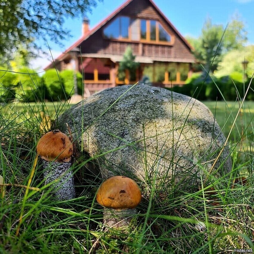 Солянка