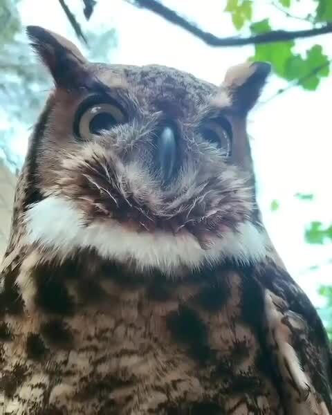 Ее угучество)