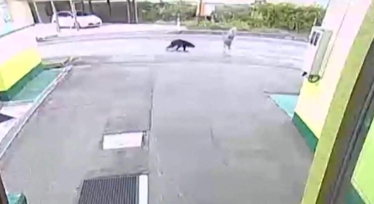 Нападение медведя на старушку попало на видео
