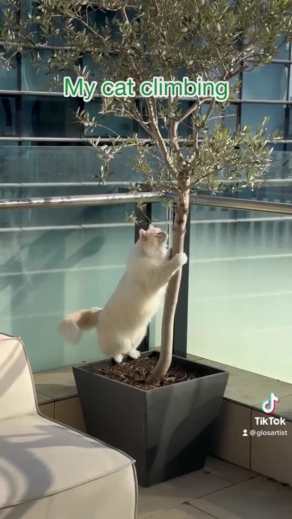 Отличие уличного кота от домашнего