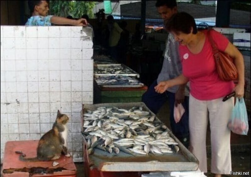 - А что это тут такое красивое