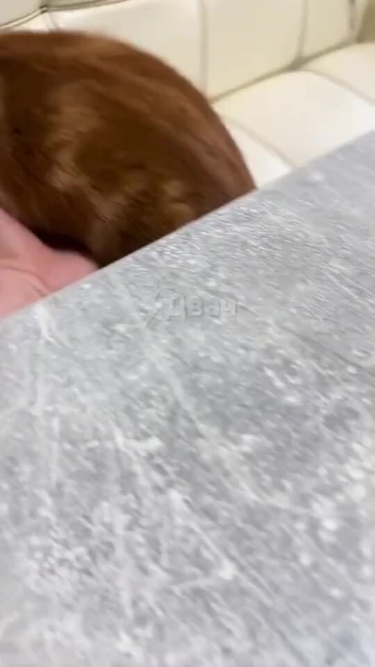 По морде видно — ни о чём не жалеет