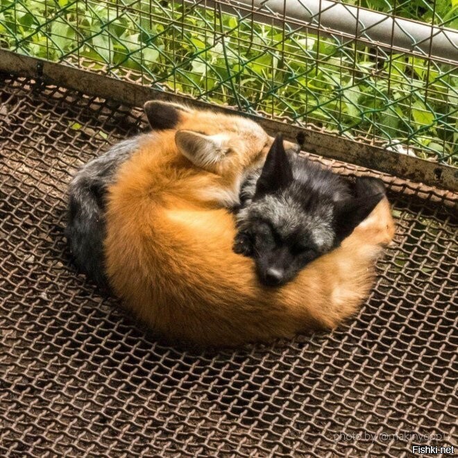 Firefox