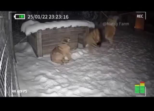 Котэ , храбое сердце