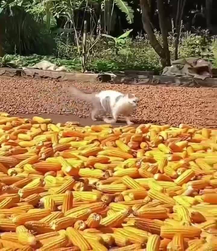 Охрана кукурузы и обучение стажёра