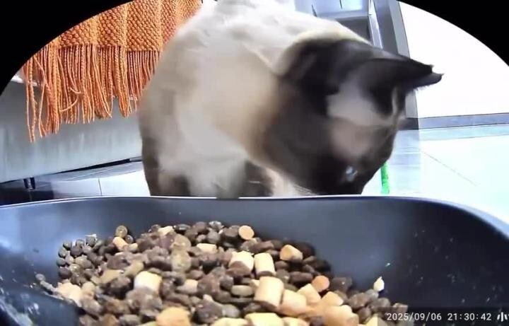 Заботливая кошка приносит свою любимую игрушку к корму, чтобы она тоже покуша...