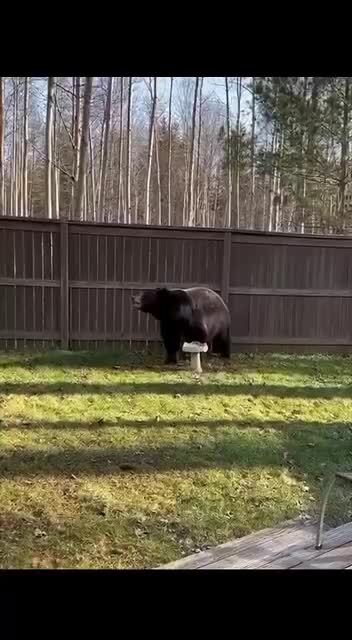 Не любит кот Василий чужих
