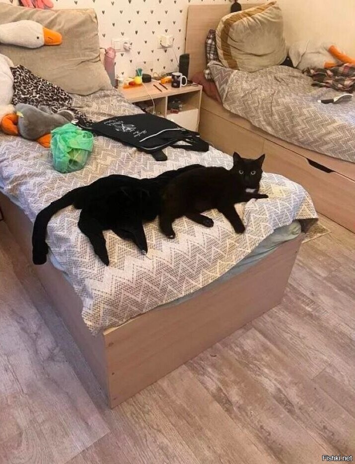 сорококошка