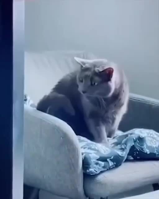 Кошачий хвост идентифицирует себя змеей)