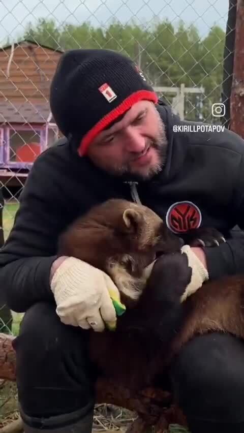 А вы видели когда нибудь росомаху 