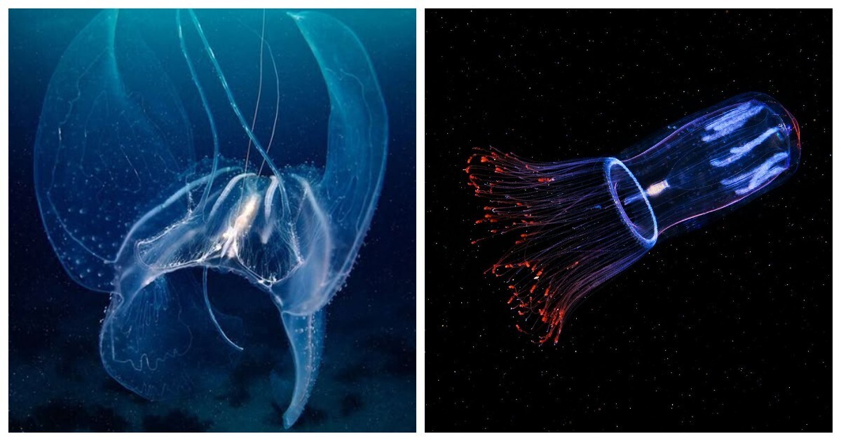 15 примеров, демонстрирующих мистическую красоту глубоководных жителей