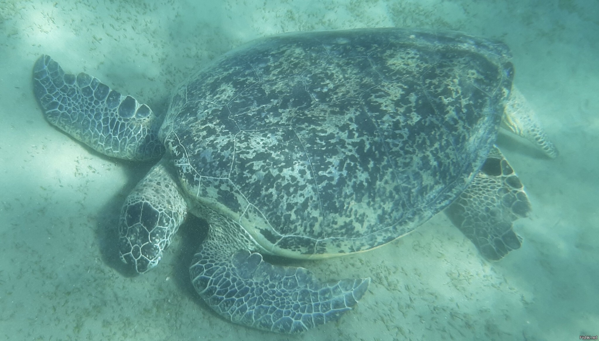 Поплавали сегодня с черепашками