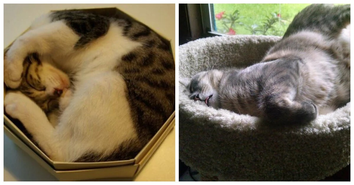 20 пушистых созданий, способных уснуть в немыслимых местах и позах