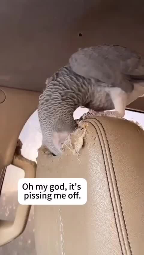 Безобразничают, похлеще кошек