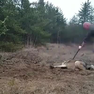 Местные скотоводы ему спасибо не скажут