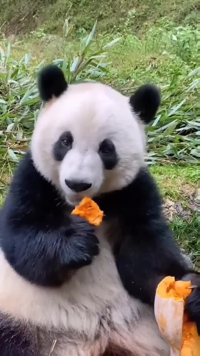 Панда имеет необычную лапу: помимо обычных 5 пальцев у нее есть своеобразный ...