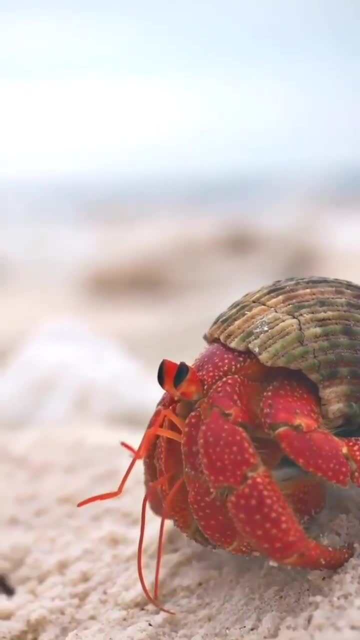 Земляничный краб отшельник